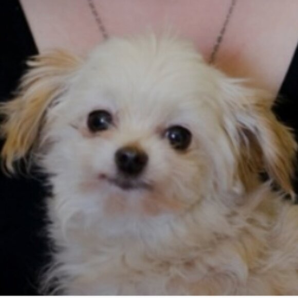 Meet your Posher, Destiny - Picture 1 of 1